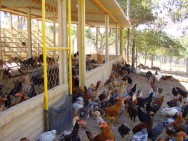 Na criação de galinha caipira as aves são mantidas livres ou semi confinadas.