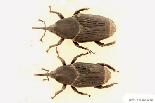 Pragas do mamão - Coleobrocas (Rynchophorus palmarum L.) Pragas do mamão - Coleobrocas (Rynchophorus palmarum L.)