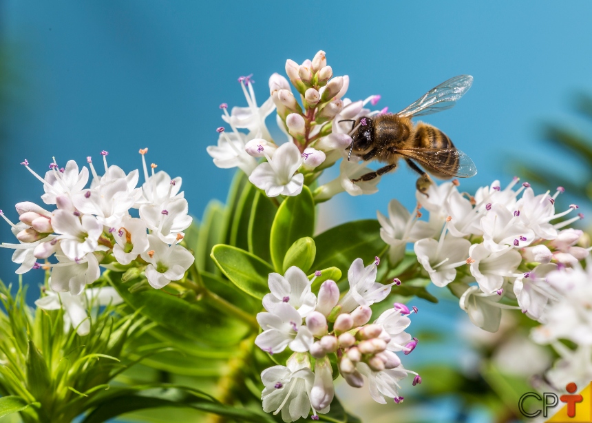 Abelhas com ferrão - Abelha-Carnica (Apis mellifera carnica)   CPT