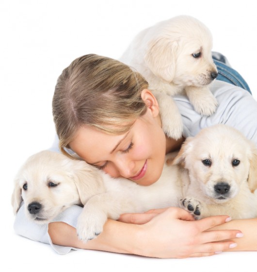 Cuidados essenciais com os cães Cuidados essenciais com os cães