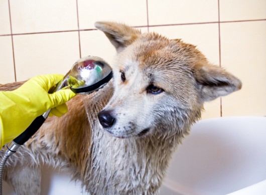 Como dar banho em cães