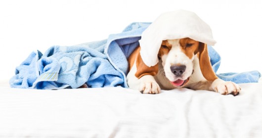 Trato dos cães - banho a seco Trato dos cães - banho a seco