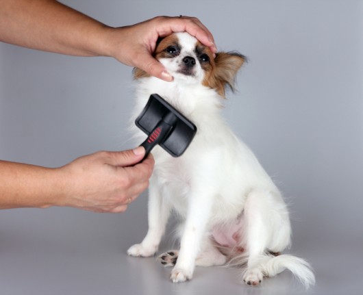 Trato dos cães - cuidados com a pelagem Trato dos cães - cuidados com a pelagem