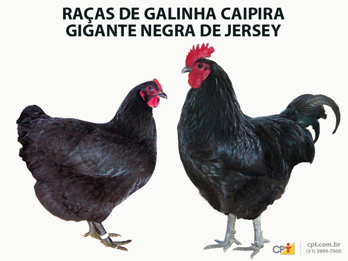A Gigante Negra de Jersey é uma ave de grande porte, sendo especialmente apreciada pela produção de carne