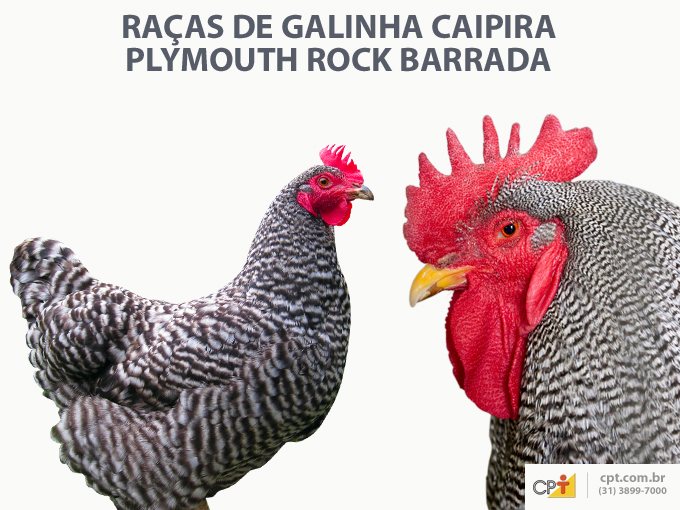 A Plymouth Rock Barrada também é uma ave de porte médio e dupla aptidão: sendo boa para a produção de carne e de ovos
