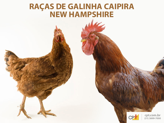 A New Hampshire apresenta coloração mais clara e de maior brilho. Possui aptidão para a produção de carne